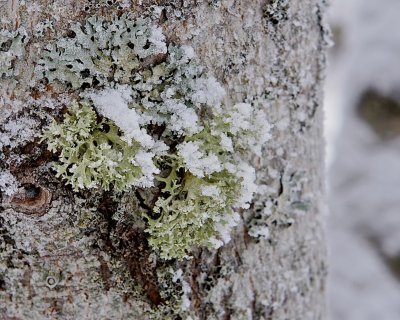 Frost on reindeer lichen