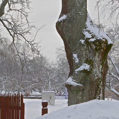 The old lime tree.