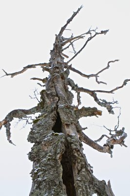 Dead birch tree.