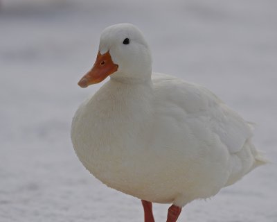 Mallard (leucism).