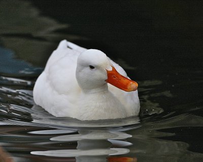 Mallard (leucism)