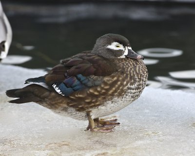 Wood Duck