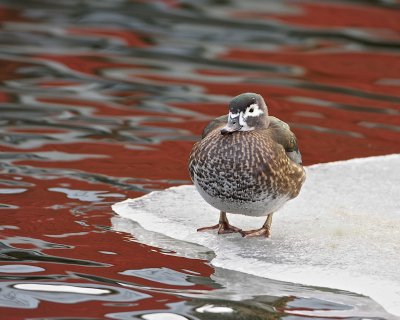 Brudand / Wood Duck