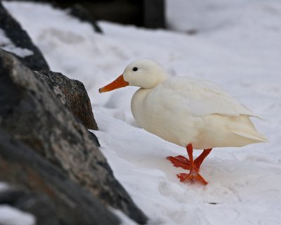 Mallard (leucism)