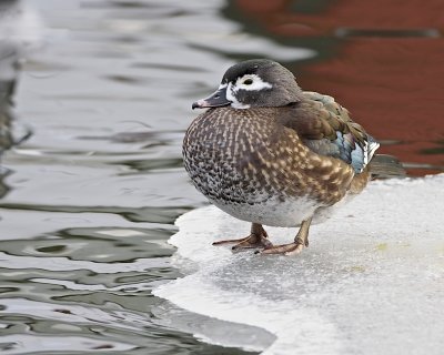 Wood Duck