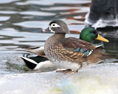 Wood Duck