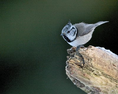 Crested Tit.