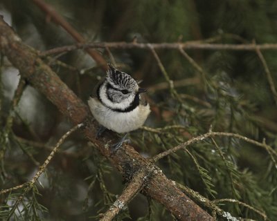 Crested Tit.