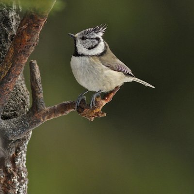 Crested Tit.