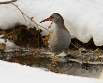 Water Rail 