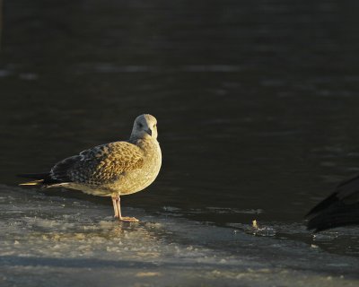 Herring Gull, juv.