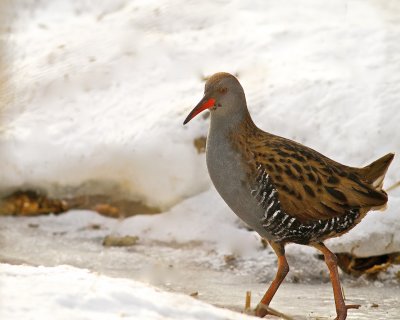 Water Rail.