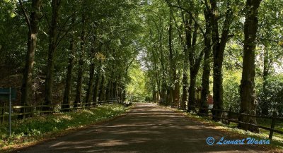 Lime tree avenue.