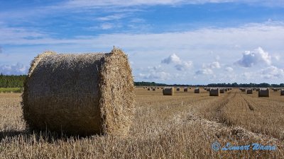 Hay bales