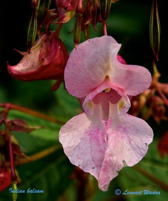 Jättebalsamin / Indian Balsam / Impatiens glandulfiera Royle