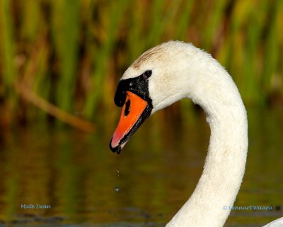 Mute Swan/Knlsvan