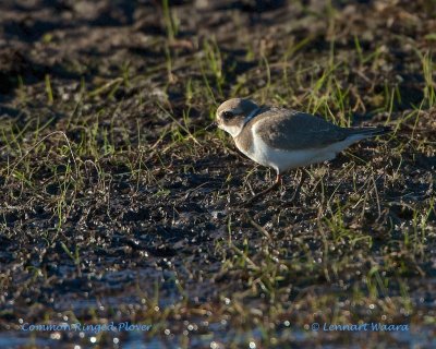 Common Ringed plover/Strre strandpipare/ Juv.