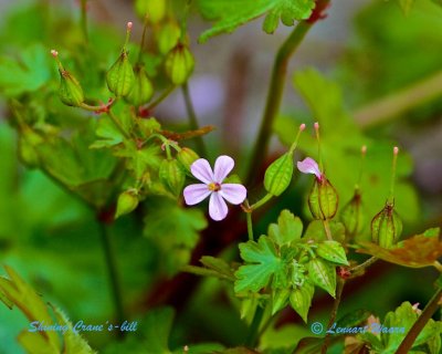 Glansnäve / Shining Crane´s-bill / Geraniaceae lucidium.