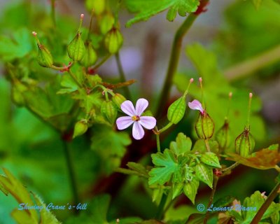 Glansnve / Shining Cranes-bill / Geraniaceae lucidium.