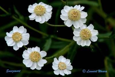 Mysrt / Sneezewort / Achillea ptarmica 