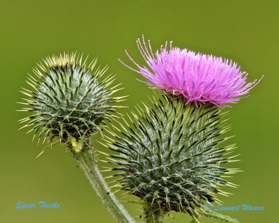 Vgtistel / Spear Thistle / Cirsium vulgare.