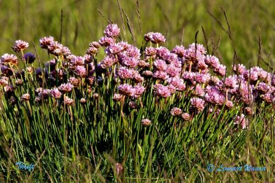 Strandtrift / Thrift / Armeria maritima.