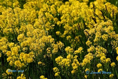 Sommargyllen / Winter cress / Barbarea vulgaris