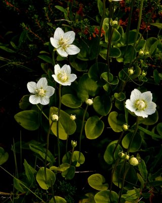 Slåtterblomma / Grass-of-Parnassus / Parnassia Palustris