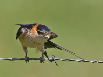 Roodstuitzwaluw; Red-rumped Swallow