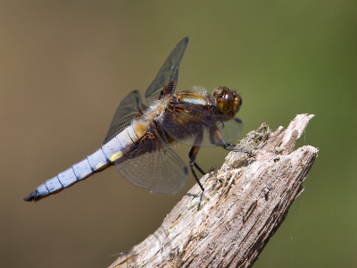 Platbuik; Broad bodied chaser