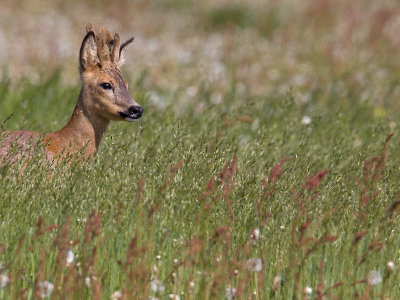 Ree; Roe Deer