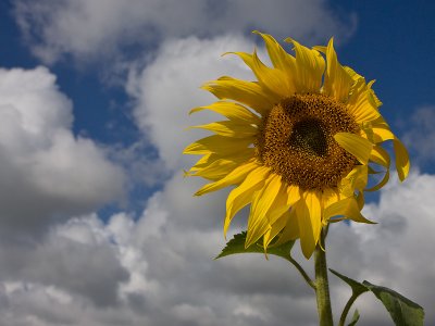Zonnebloem; Sunflower