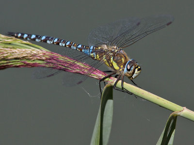 Paardenbijter; Migrant Hawker