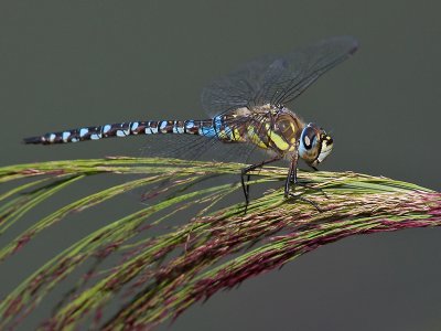 Paardenbijter; Migrant Hawker
