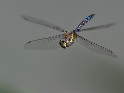 Paardenbijter; Migrant Hawker