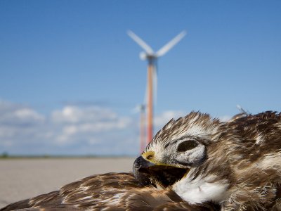 Windmolen slachtoffer; Casualty