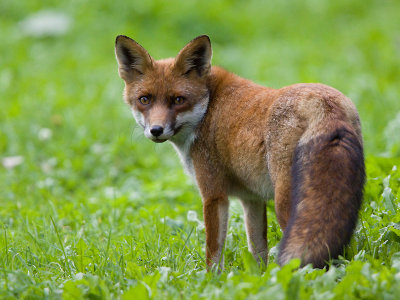 Vos; Red fox