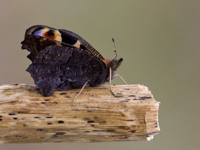 Dagpauwoog; Peacock butterfly