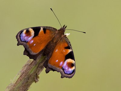 Dagpauwoog; Peacock butterfly