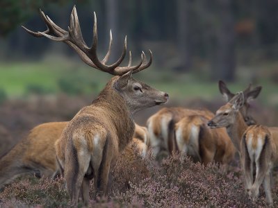 Edelhert: Red Deer; Veluwe