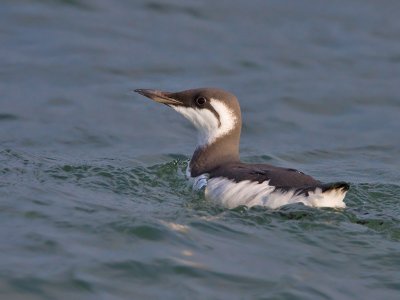 Zeekoet; Guillemot