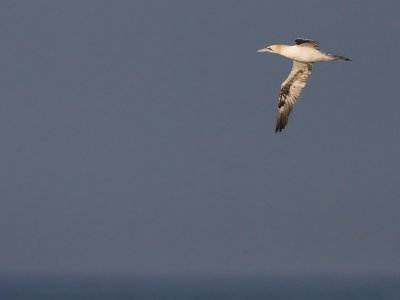 Jan-van-Gent; Gannet