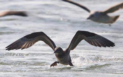 Jan-van-Gent; Gannet