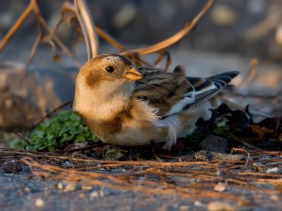 Sneeuwgors; Snow Bunting; Brouwersdam