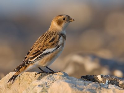 Sneeuwgors; Snow Bunting; Brouwersdam