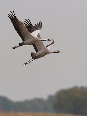 Kraanvogel; Crane