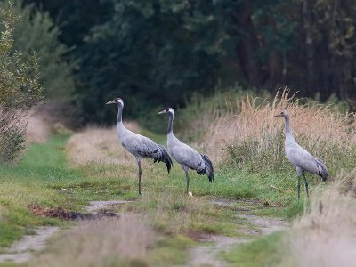 Kraanvogel; Crane