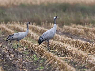 Kraanvogel; Crane