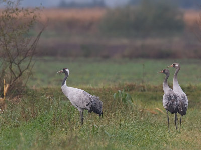 Kraanvogel; Crane