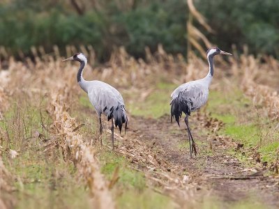 Kraanvogel; Crane